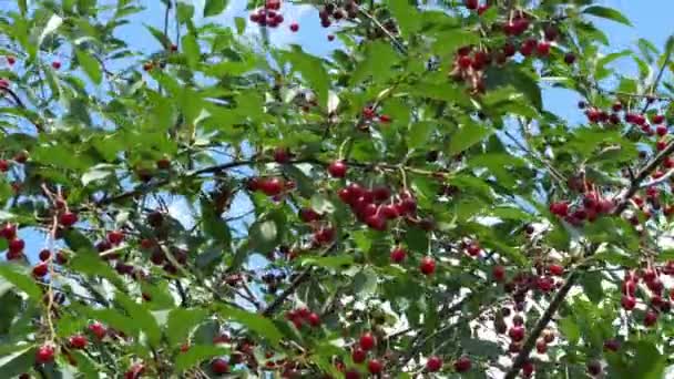 Muchas Cerezas Maduras Balancean Las Ramas Una Rica Cosecha Bayas — Vídeos de Stock