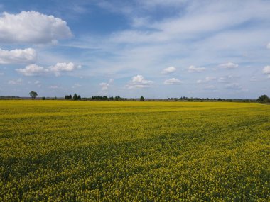 Mavi gökyüzünün altında resimli bir kolza tohumu tarlası. Çiçek açan kolza tohumu ile kaplı tarım arazisi, hava manzarası.