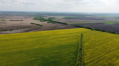 Bulutlu bir gökyüzünün altındaki resimli kolza tohumu tarlaları. Çiftlik arazisinde tecavüz mahsulleri, hava manzarası.