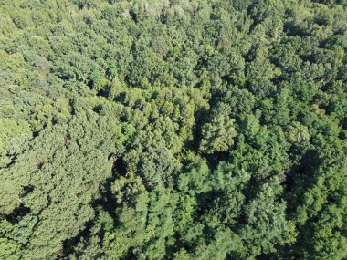 Güzel, sık bir orman, üst manzara. Çeşitli ağaçların tepeleri..