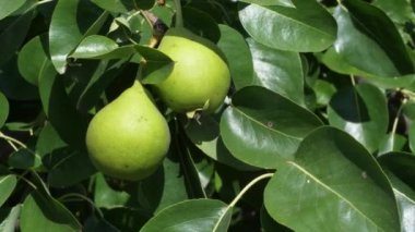 Ağaç dalında iki güzel yeşil armut. Yakın çekim videoda armutlar.