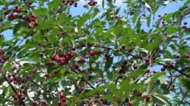 Olgun kirazların çoğu dallarda sallanıyor. Böğürtlen hasadı.