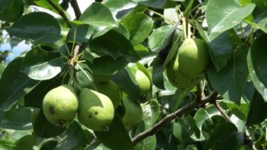 Ağaç dalında birkaç armut asılı duruyor. Video yakın planda çekilmiş..