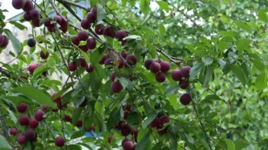 Ağaç dalında bir sürü olgun kirazlı erik meyvesi var. Olgun kırmızı böğürtlenler..