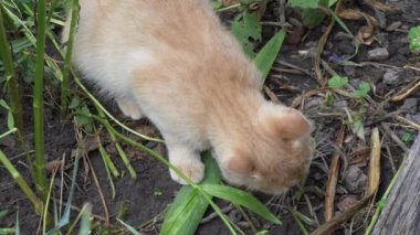 Küçük bir kedi yakaladığı bir fareyi yer. Kedi yakın çekim.