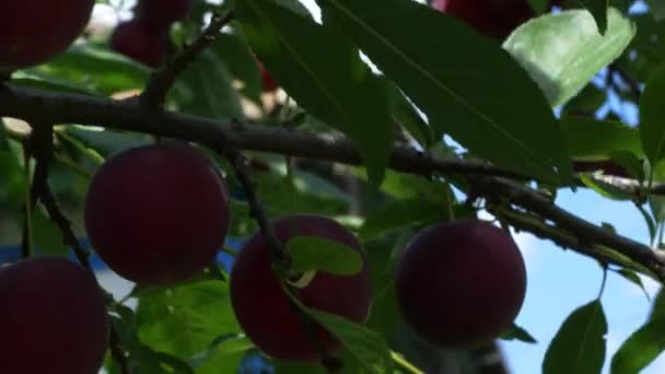 枝に熟した赤いチェリープラムのいくつかの果実 熟した果実を閉じます — ストック動画