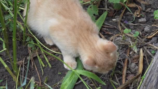 Piccolo Gatto Mangia Topo Che Catturato Primo Piano Del Gatto — Video Stock