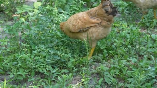 Kurczak Pomarańczowym Kolorze Szuka Czegoś Trawie Kurczak Wypasany Wolnym Wybiegu — Wideo stockowe