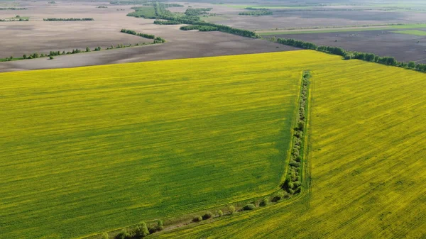 Opuštěný Rekultivační Kanál Uprostřed Žlutého Pole Řepkového Semene Úroda Řepky — Stock fotografie