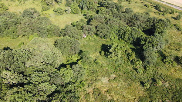 Young developing forest, aerial view. Small grove.
