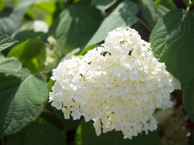 Beyaz ortanca. Beyaz çiçeklerin enfeksiyonu, yakın plan..