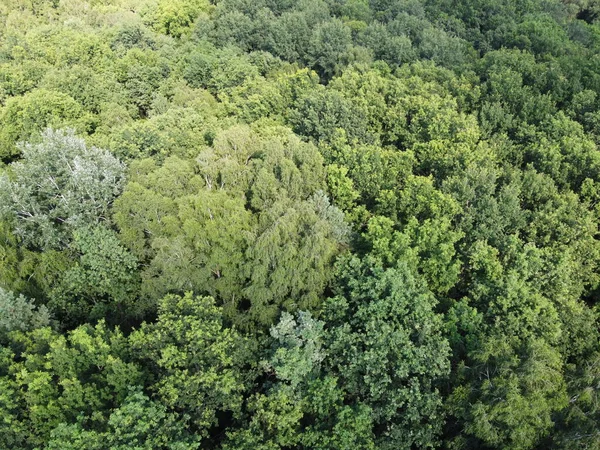 Schöner Dichter Wald Von Oben Gesehen Die Wipfel Einer Vielzahl — Stockfoto