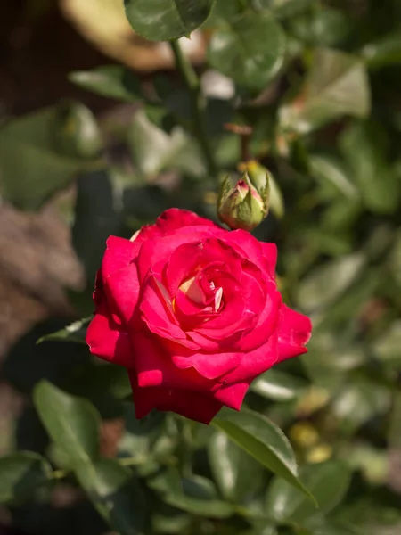 Różowy Kwiat Róży Strzał Bliska Kwiat Domowego Kwietnika — Zdjęcie stockowe