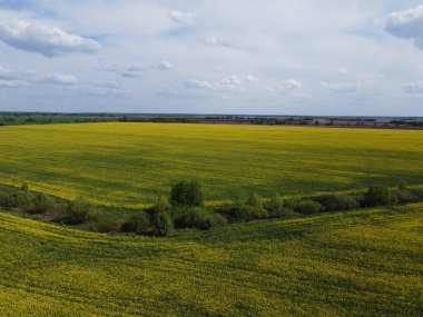 Bulutlu bir gökyüzünün altındaki resimli kolza tohumu tarlaları. Çiftlik arazisinde tecavüz mahsulleri, hava manzarası.