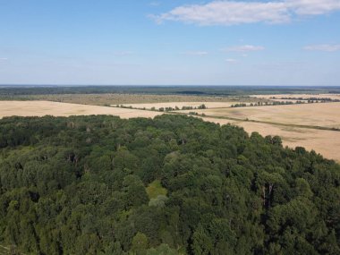Mavi gökyüzünün altında yoğun yeşil orman, güneşli yaz havası. Manzara.