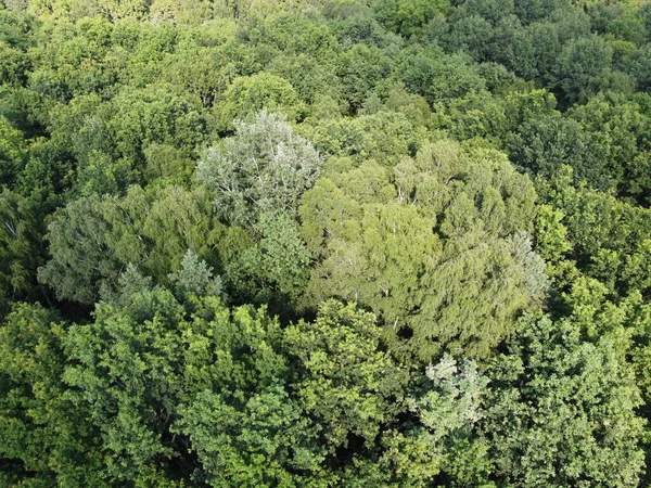 Schöner Dichter Wald Von Oben Gesehen Die Wipfel Einer Vielzahl — Stockfoto