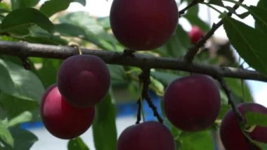 Bir dalda olgun kırmızı kiraz eriği meyvesi. Olgun böğürtlenler..