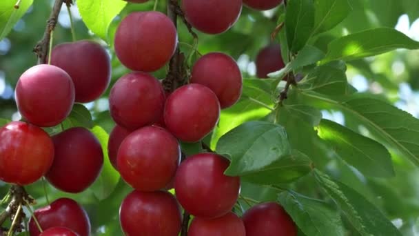 Beaucoup Prunes Cerises Rouges Mûres Balancent Sur Une Branche Arbre — Video