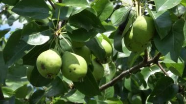 Ağaç dalında birkaç armut asılı duruyor. Video yakın planda çekilmiş..