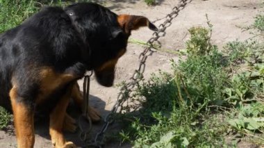Küçük melez bir köpek zincirle bağlı oturuyor. Bir hayvanın portresi.
