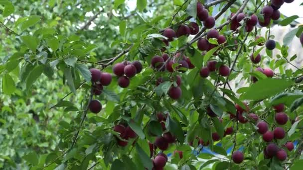 Gibt Viele Reife Kirschpflaumenbeeren Auf Einem Ast Reife Rote Beeren — Stockvideo