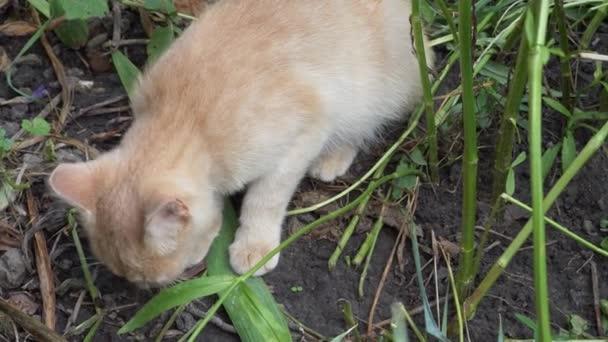 Piccolo Gatto Mangia Topo Che Catturato Primo Piano Del Gatto — Video Stock