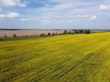 Mavi gökyüzünün altında resimli bir kolza tohumu tarlası. Çiçek açan kolza tohumu ile kaplı tarım arazisi, hava manzarası.