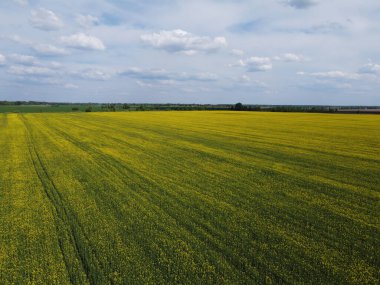 Mavi gökyüzünün altında resimli bir kolza tohumu tarlası. Çiçek açan kolza tohumu ile kaplı tarım arazisi, hava manzarası.