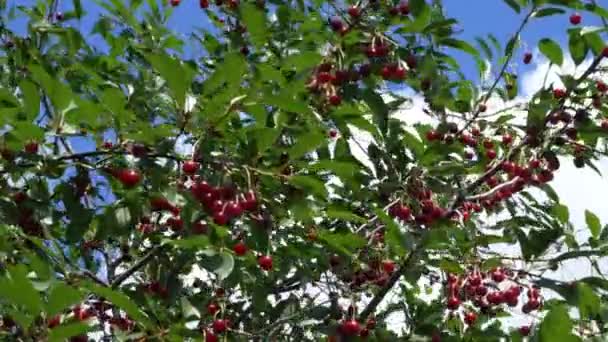 Egy Csomó Érett Cseresznye Ingadozik Ágakon Gazdag Bogyók Termése — Stock videók