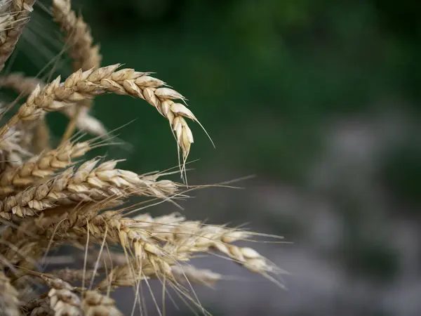 熟小麦的耳朵是近距离采摘的 案文的篇幅 — 图库照片