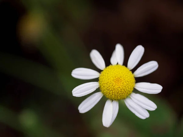 ぼやけた背景にデイジーの花 トップビュー デイジー クローズアップ — ストック写真