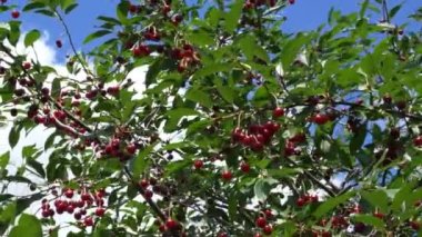 Olgun kirazların çoğu dallarda sallanıyor. Böğürtlen hasadı.