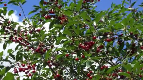 枝には熟したチェリーがたくさん揺れています 果実の豊富な収穫 — ストック動画