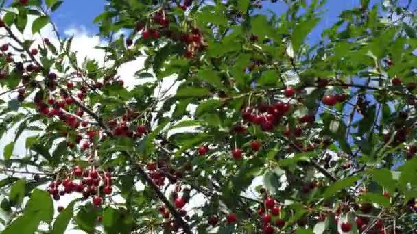 许多成熟的樱桃在树枝上摇曳着 丰富的浆果收获 — 图库视频影像