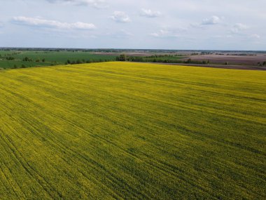 Mavi gökyüzünün altında resimli bir kolza tohumu tarlası. Çiçek açan kolza tohumu ile kaplı tarım arazisi, hava manzarası.