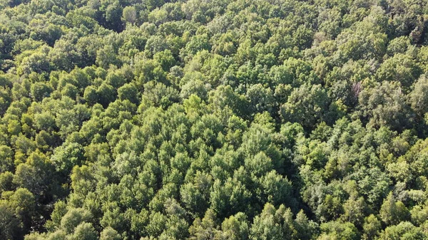 Bela Floresta Densa Vista Superior Topos Uma Variedade Árvores — Fotografia de Stock