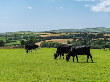 İnekler, İrlanda 'nın West Cork şehrinde, mavi bir yaz gökyüzünün altında canlı yeşil bir alanda otlarlar..