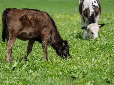 İki genç inek bir tarlada ot yiyor. Biri kahverengi ve siyah, diğeri beyaz ve siyah. Batı Cork, İrlanda otlağındalar..