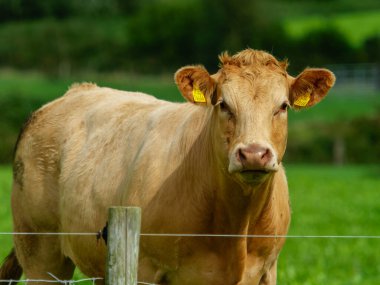 Sarı kulaklıklı açık kahverengi bir inek yeşil bir çayırda duruyor. İnek basit bir tel çitin arkasında ve arka plan daha fazla yeşil alan gösteriyor..