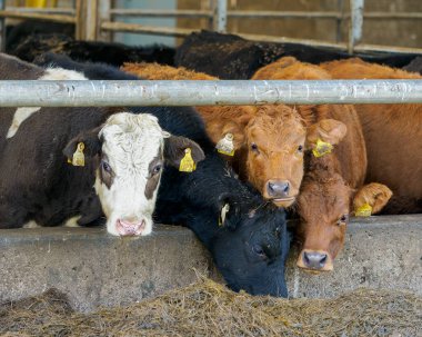 Ahırdaki bir yalakta sığırlar. Bu hayvanlar muhafaza içinde sağlıklı ve iyi beslenmiş görünüyorlar..