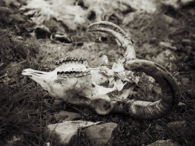 Bir tarlada çimde dinlenen koç kafatası, boynuzları ve dişleri gösteriyor, kayalar ve arka planda biraz kürk.