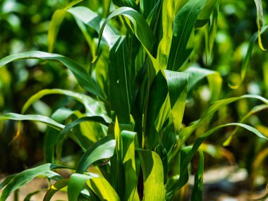 Yeşil mısır bitkileri ekili bir tarım alanında yetişir. Mısır bitkilerinin sapları ve yaprakları ayrıntılı olarak görülebilir..