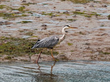 Gri balıkçıl sığ sularda yüzer, çamurlu bir kıyıda dalgalanır, yansıması zarif adımlarını yansıtır..