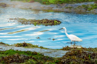 Beyaz bir Akbalıkçıl sığ, mavi sularda duruyor. Sahnede yeşil yosunlarla kaplı çamurlu bir banka var. Dalgalar gökyüzünü yansıtır.