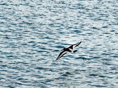 Siyah beyaz bir istiridye avcısı suyun üzerinde alçaktan uçar. Kuş kanatlarını tamamen açarak uçuyor. Deniz mavidir ve bir sürü küçük dalgalanmalar gösterir..