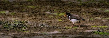 Siyah kafalı, kanatlı ve beyaz vücutlu Avrasyalı bir istiridye avcısı suyun yakınındaki çamurlu zeminde yürüyor. Bitkiler ve ıslak toprak arasında yiyecek arıyor..