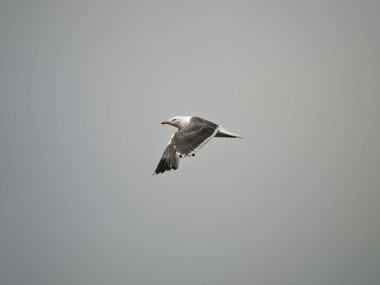 Bir martı uçar, kanatları açılır. Kuş gri ve beyaz, sarı gagalı. Arkasındaki gökyüzü tek bir gri renkte..