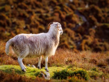 Güzel bir koyun İrlanda 'daki kır çiçeklerinin arasında huzur içinde duruyor. Gün batımı ve ışık altın renginde. Koyun sağa bakıyor..