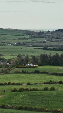 West Cork, İrlanda 'da sabah. Yeşil tepeler ve bulutlu gökyüzünün altında otlayan ineklerin manzarası..
