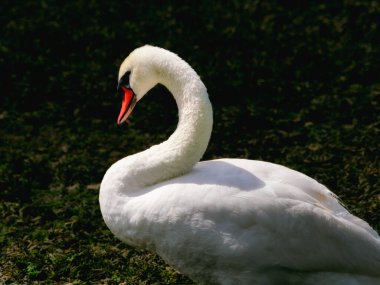 Kırmızı gagalı güzel bir kuğu. Yumuşak tüyleri olan bir kuğunun boynu ve gövdesinin detaylı görüntüsü.
